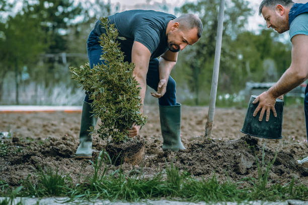 Trusted White Hall, AR Tree Service Experts